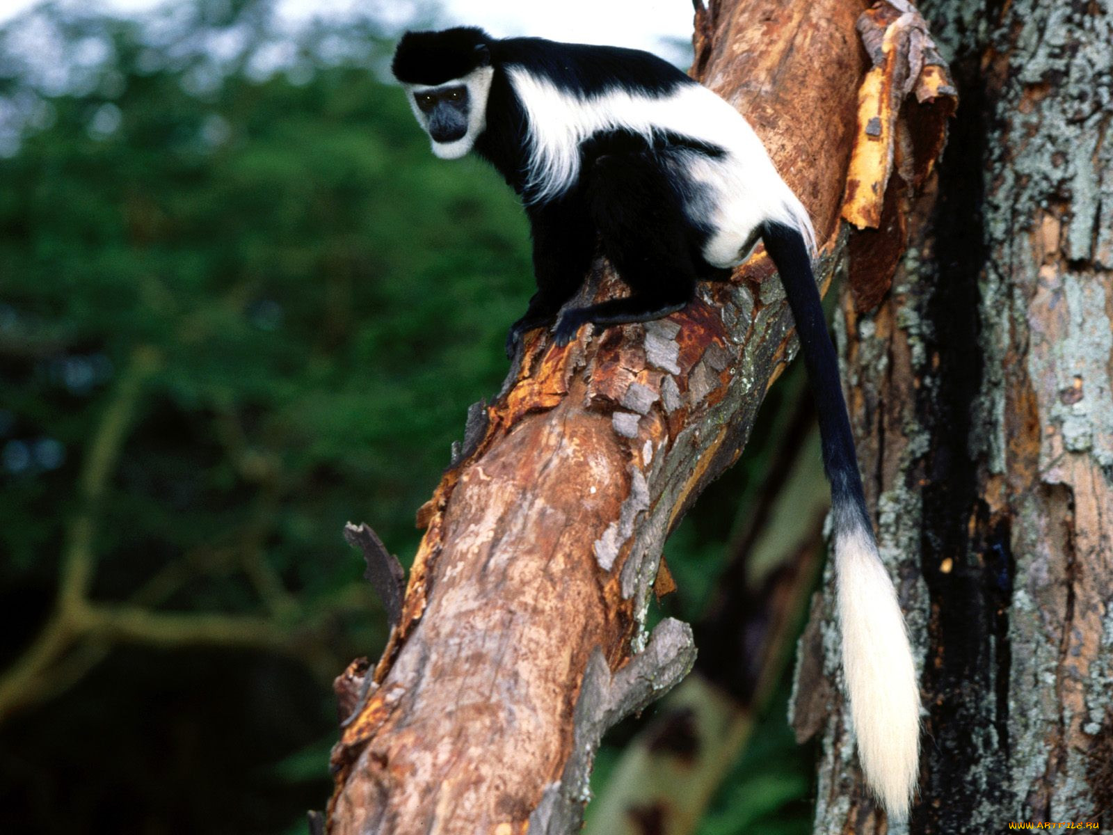 eastern, black, and, white, colobus, , 